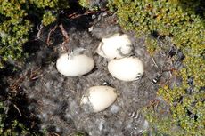 Magellangans (4 von 9).jpg